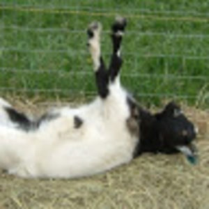 Meet your Posher, Jake